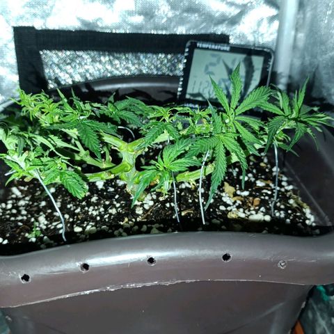 Ak-47 Auto growlog timeline photo