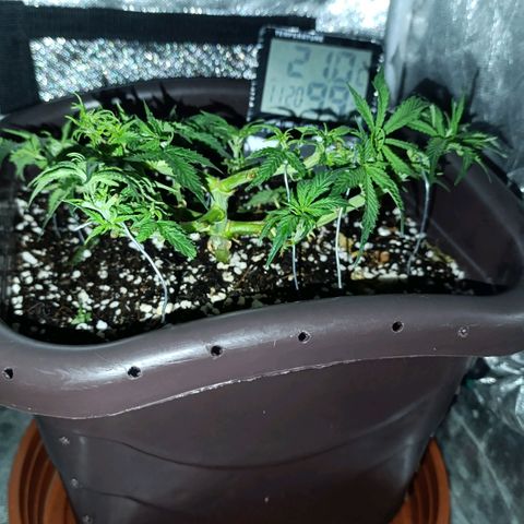 Ak-47 Auto growlog timeline photo