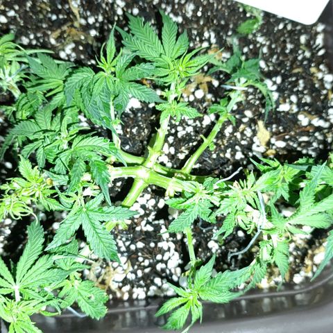 Ak-47 Auto growlog timeline photo