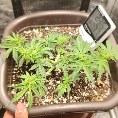 Ak-47 Auto growlog timeline photo