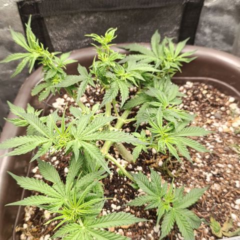 Ak-47 Auto growlog timeline photo