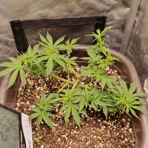 Ak-47 Auto growlog timeline photo
