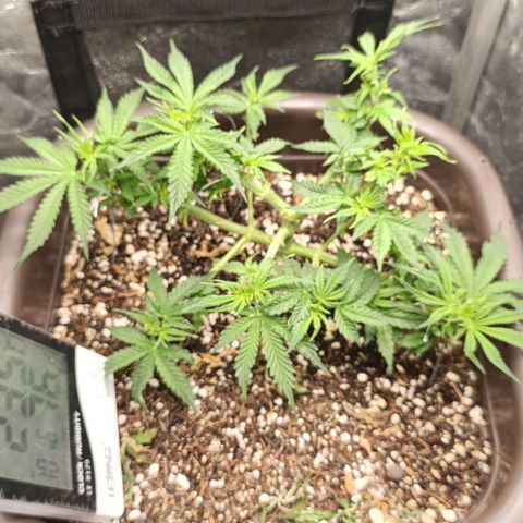Ak-47 Auto growlog timeline photo