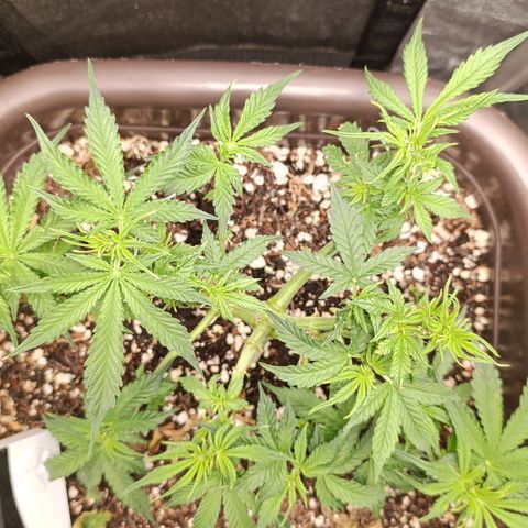 Ak-47 Auto growlog timeline photo