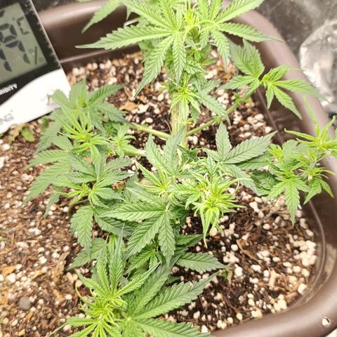 Ak-47 Auto growlog timeline photo