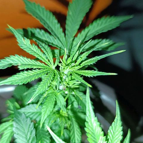 Ak-47 Auto growlog photo: Salve ✌🏾 faz uns dias q começou a florir a próxima regar vem com 4-14-8 