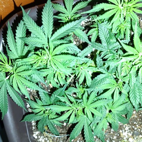 Ak-47 Auto growlog photo: Salve ✌🏾 faz uns dias q começou a florir a próxima regar vem com 4-14-8 