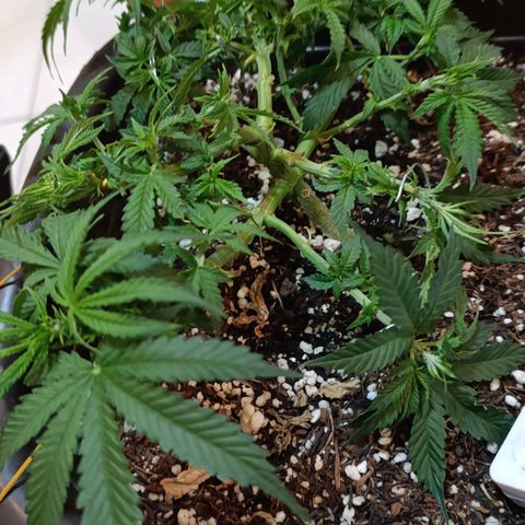 Ak-47 Auto growlog photo: Salve ✌🏾 faz uns dias q começou a florir a próxima regar vem com 4-14-8 
