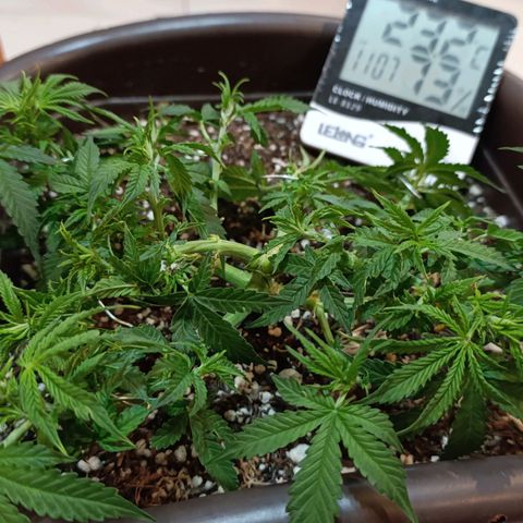 Ak-47 Auto growlog photo: Salve ✌🏾 faz uns dias q começou a florir a próxima regar vem com 4-14-8 