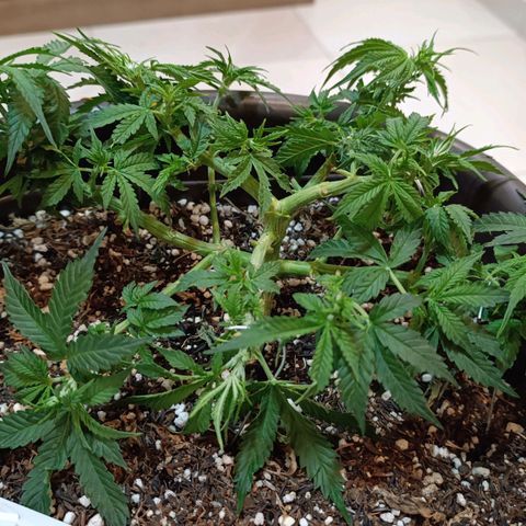 Ak-47 Auto growlog photo: Salve ✌🏾 faz uns dias q começou a florir a próxima regar vem com 4-14-8 
