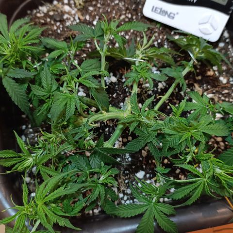 Ak-47 Auto growlog photo: Salve ✌🏾 faz uns dias q começou a florir a próxima regar vem com 4-14-8 