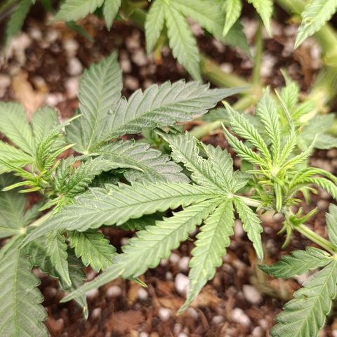 Ak-47 Auto growlog photo: Salve ✌🏾 primeira semana de flora 