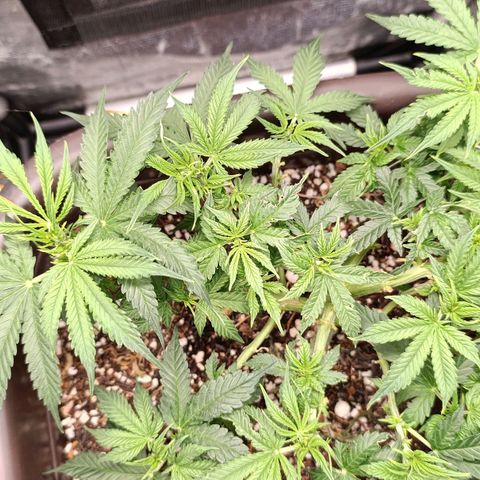 Ak-47 Auto growlog photo: Salve ✌🏾 primeira semana de flora 