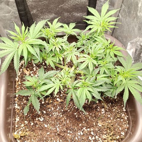 Ak-47 Auto growlog photo: Salve ✌🏾 primeira semana de flora 