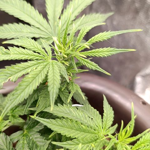 Ak-47 Auto growlog photo: Salve ✌🏾 primeira semana de flora 