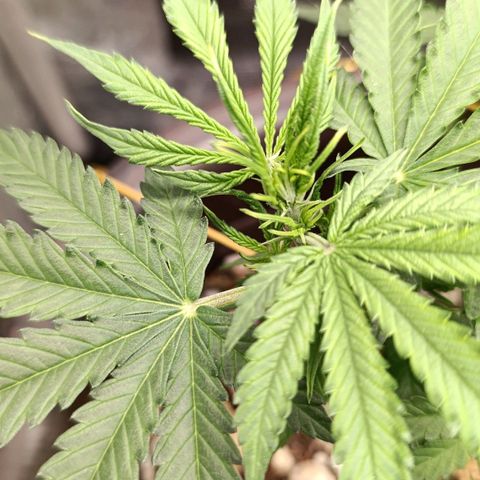 Ak-47 Auto growlog photo: Salve ✌🏾 primeira semana de flora 