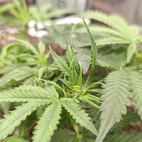 Ak-47 Auto growlog timeline photo