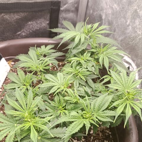 Ak-47 Auto growlog timeline photo