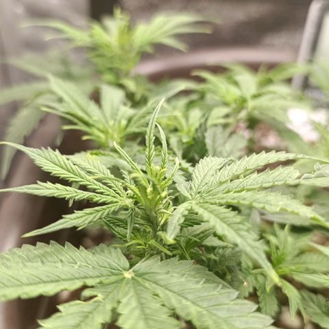 Ak-47 Auto growlog timeline photo