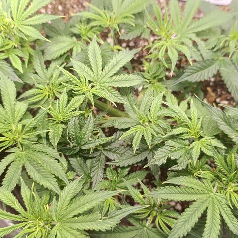 Ak-47 Auto growlog timeline photo