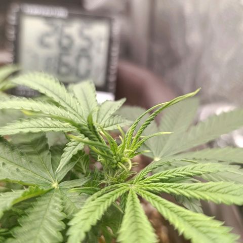 Ak-47 Auto growlog timeline photo