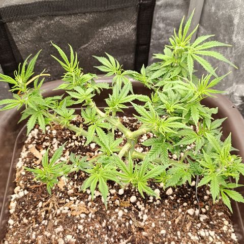 Ak-47 Auto growlog photo: Salve ✌🏾 fiz 4° poda das folhas, porém viajei fiz tarde e dormi, 😁 essa foto 24hs depois da poda ela cresceu mto palhaçada,ela está voando no crescimento espero q continue kkk
