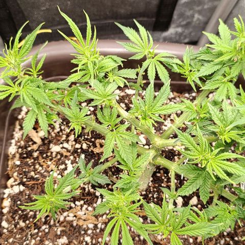 Ak-47 Auto growlog photo: Salve ✌🏾 fiz 4° poda das folhas, porém viajei fiz tarde e dormi, 😁 essa foto 24hs depois da poda ela cresceu mto palhaçada,ela está voando no crescimento espero q continue kkk