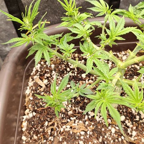Ak-47 Auto growlog photo: Salve ✌🏾 fiz 4° poda das folhas, porém viajei fiz tarde e dormi, 😁 essa foto 24hs depois da poda ela cresceu mto palhaçada,ela está voando no crescimento espero q continue kkk