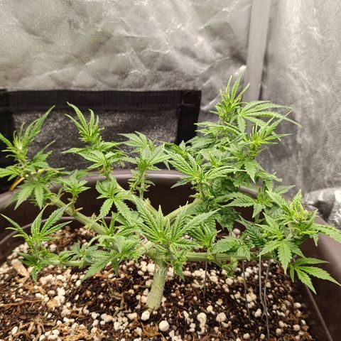 Ak-47 Auto growlog photo: Salve ✌🏾 fiz 4° poda das folhas, porém viajei fiz tarde e dormi, 😁 essa foto 24hs depois da poda ela cresceu mto palhaçada,ela está voando no crescimento espero q continue kkk