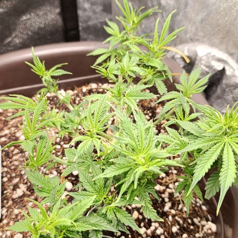Ak-47 Auto growlog photo: Salve ✌🏾 fiz 4° poda das folhas, porém viajei fiz tarde e dormi, 😁 essa foto 24hs depois da poda ela cresceu mto palhaçada,ela está voando no crescimento espero q continue kkk