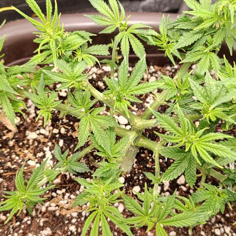 Ak-47 Auto growlog photo: Salve ✌🏾 fiz 4° poda das folhas, porém viajei fiz tarde e dormi, 😁 essa foto 24hs depois da poda ela cresceu mto palhaçada,ela está voando no crescimento espero q continue kkk