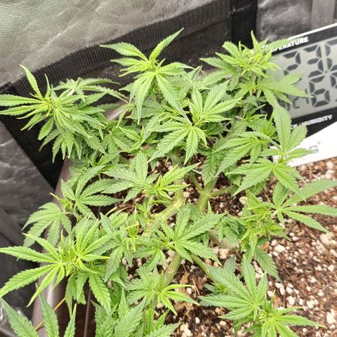 Ak-47 Auto growlog timeline photo