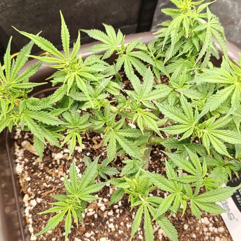 Ak-47 Auto growlog timeline photo