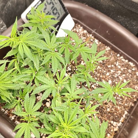 Ak-47 Auto growlog timeline photo