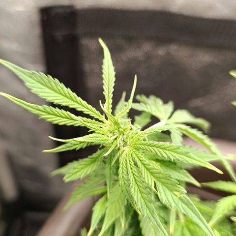 Ak-47 Auto growlog timeline photo