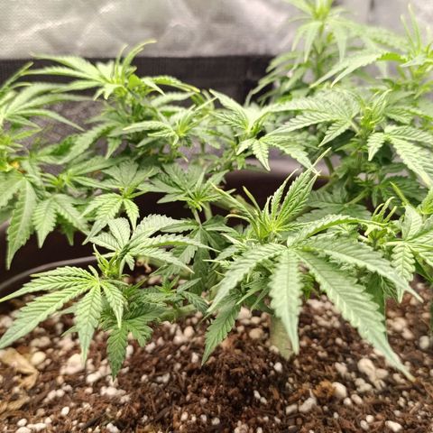 Ak-47 Auto growlog timeline photo
