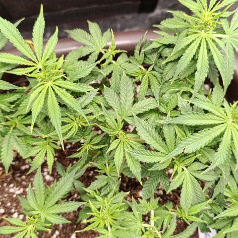 Ak-47 Auto growlog timeline photo