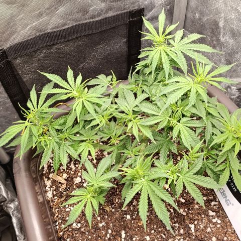Ak-47 Auto growlog timeline photo