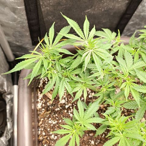 Ak-47 Auto growlog timeline photo