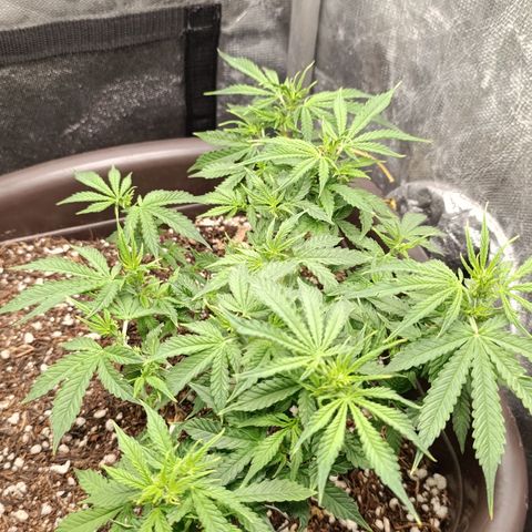 Ak-47 Auto growlog timeline photo