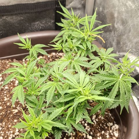 Ak-47 Auto growlog timeline photo