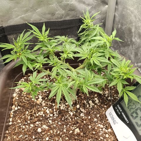 Ak-47 Auto growlog timeline photo