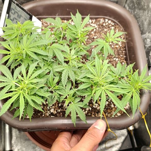 Ak-47 Auto growlog timeline photo