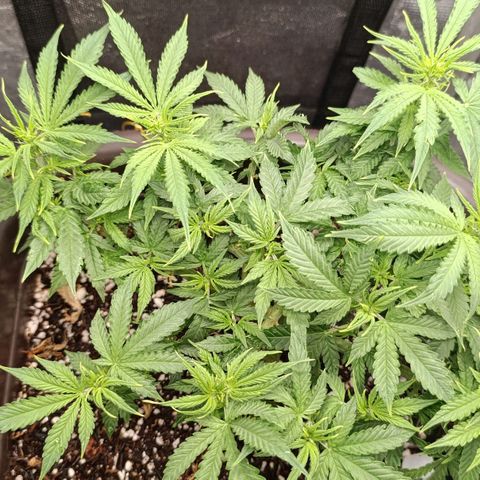 Ak-47 Auto growlog timeline photo