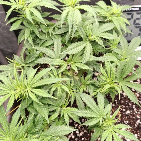 Ak-47 Auto growlog timeline photo
