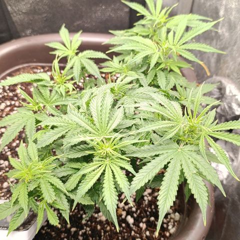 Ak-47 Auto growlog timeline photo