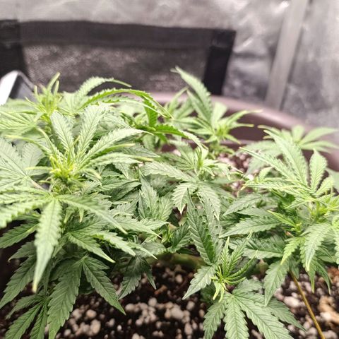 Ak-47 Auto growlog timeline photo