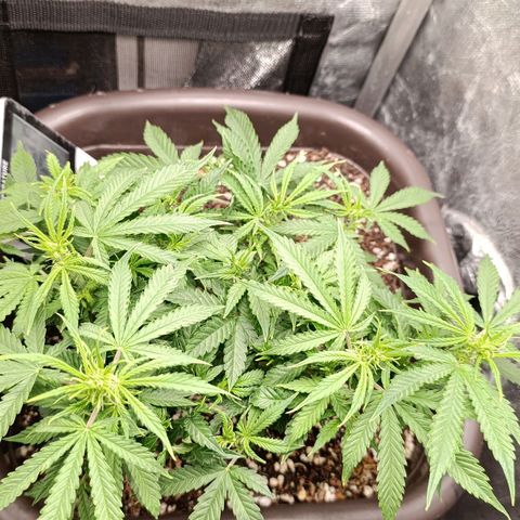 Ak-47 Auto growlog timeline photo