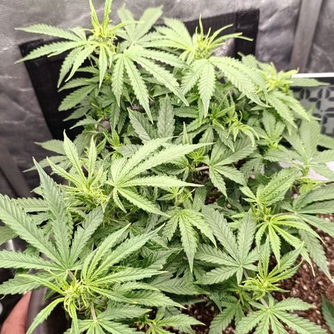 Ak-47 Auto growlog timeline photo