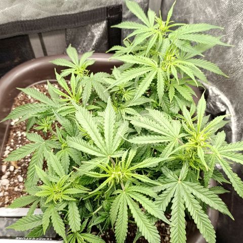 Ak-47 Auto growlog timeline photo